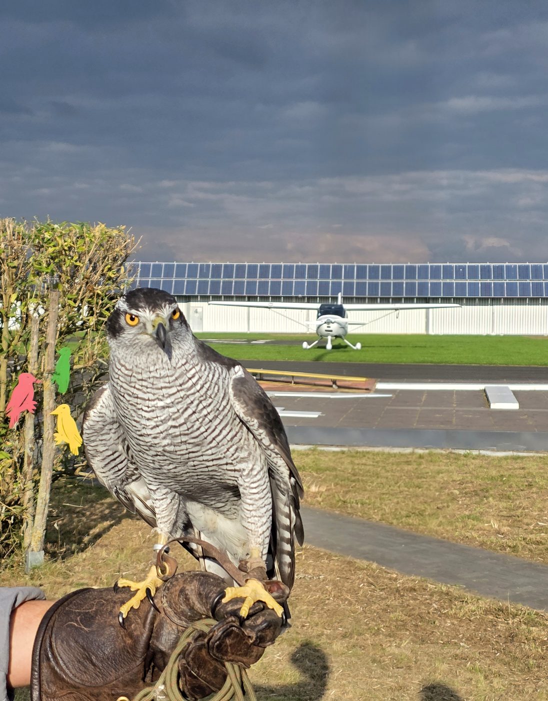 Habicht auf dem Falknerhandschuh am Flugplatz